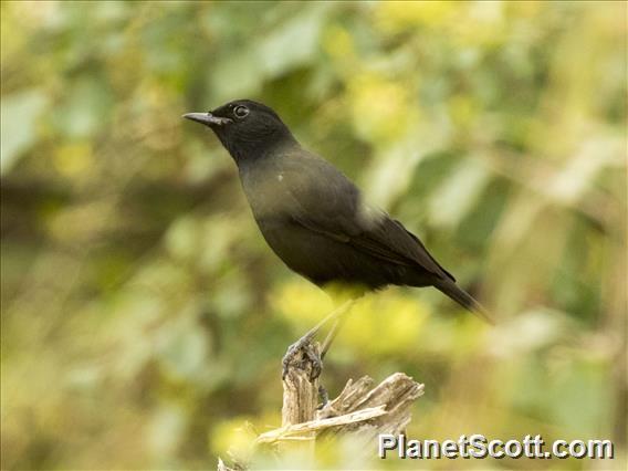 Sooty Chat (Myrmecocichla nigra)