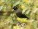 Sooty Chat (Myrmecocichla nigra) - Female