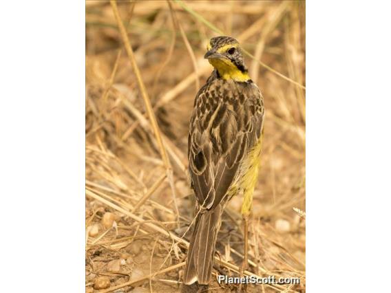 Yellow-throated Longclaw (Macronyx croceus)