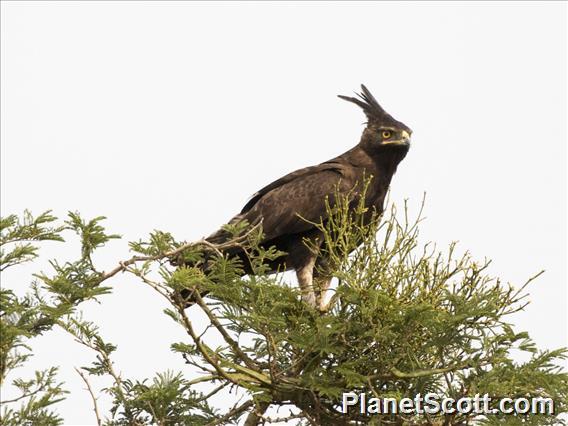 Long-crested Eagle (Lophaetus occipitalis)