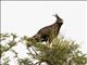 Long-crested Eagle (Lophaetus occipitalis)