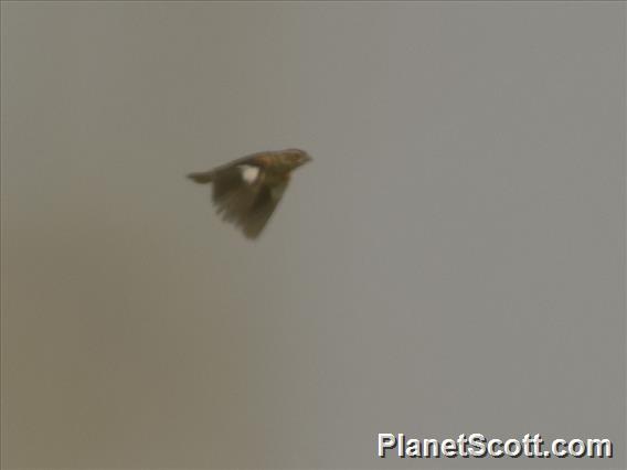 White-winged Widowbird (Euplectes albonotatus)