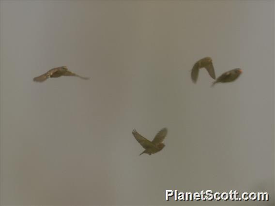 Red-billed Quelea (Quelea quelea)