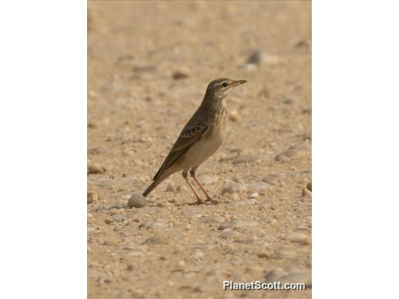 Plain-backed Pipit (Anthus leucophrys)