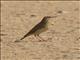 Plain-backed Pipit (Anthus leucophrys)