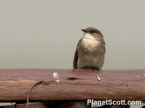 Swamp Flycatcher (Muscicapa aquatica)