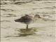 Black-tailed Godwit (Limosa limosa)