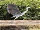 Gray Heron (Ardea cinerea)