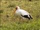 Yellow-billed Stork (Mycteria ibis)