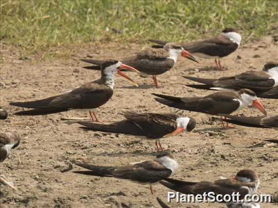 African Skimmer (Rynchops flavirostris)