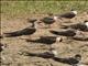 African Skimmer (Rynchops flavirostris)