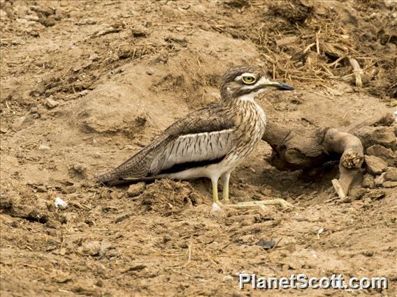 Water Thick-knee (Burhinus vermiculatus)