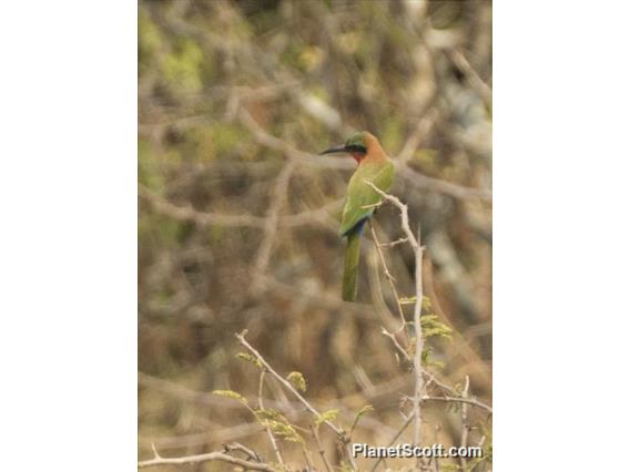 Red-throated Bee-eater (Merops bulocki)