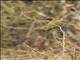 Red-throated Bee-eater (Merops bulocki)