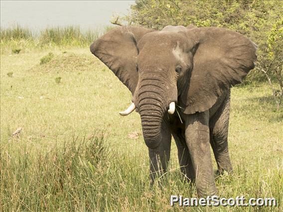 African Elephant (Loxodonta africana)