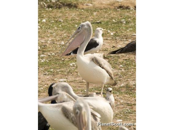 Pink-backed Pelican (Pelecanus rufescens)