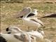 Pink-backed Pelican (Pelecanus rufescens)