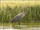 Goliath Heron (Ardea goliath)