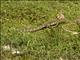 Nile Monitor Lizard (Varanus niloticus)