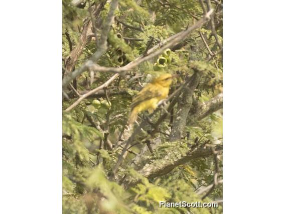 African Golden Oriole (Oriolus auratus)