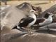 Lesser Black-backed Gull (Larus fuscus)