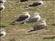 Lesser Black-backed Gull (Larus fuscus) - Heuglins