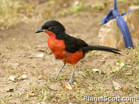 Black-headed Gonolek (Laniarius erythrogaster)