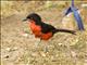 Black-headed Gonolek (Laniarius erythrogaster)