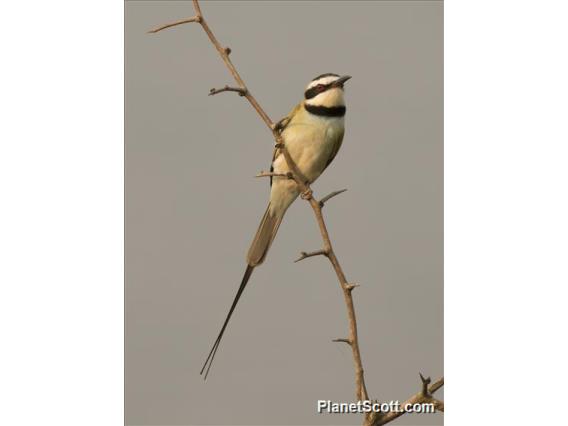 White-throated Bee-eater (Merops albicollis)