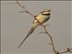 White-throated Bee-eater (Merops albicollis)