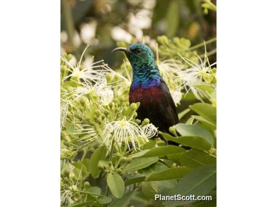 Red-chested Sunbird (Cinnyris erythrocercus)