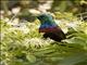 Red-chested Sunbird (Cinnyris erythrocercus)