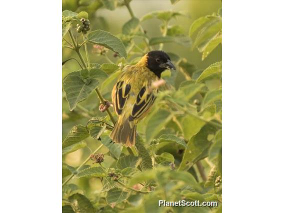 Black-headed Weaver (Ploceus melanocephalus)