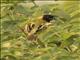 Black-headed Weaver (Ploceus melanocephalus) - Male