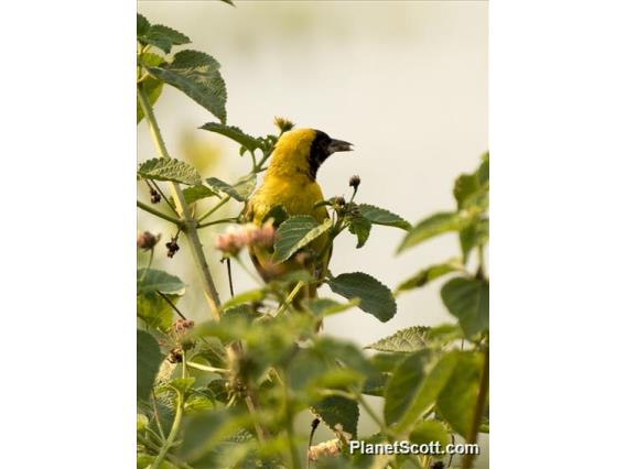 Slender-billed Weaver (Ploceus pelzelni)