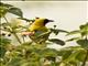 Slender-billed Weaver (Ploceus pelzelni)