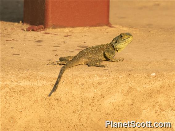 Uganda Blue-headed Tree Agama (Acanthosaurus ugandaensis)