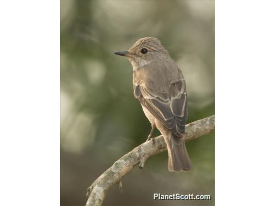 Spotted Flycatcher (Muscicapa striata)