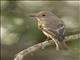 Spotted Flycatcher (Muscicapa striata)