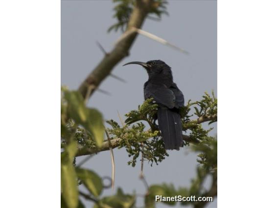 Common Scimitarbill (Rhinopomastus cyanomelas)