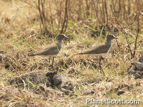 Senegal Lapwing (Vanellus lugubris)