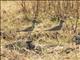 Senegal Lapwing (Vanellus lugubris)