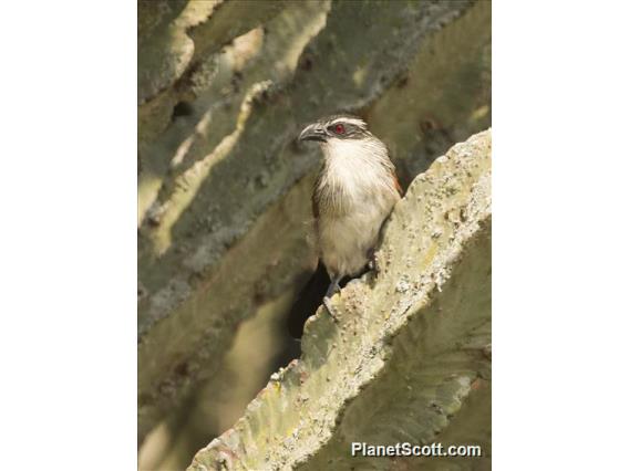 White-browed Coucal (Centropus superciliosus)