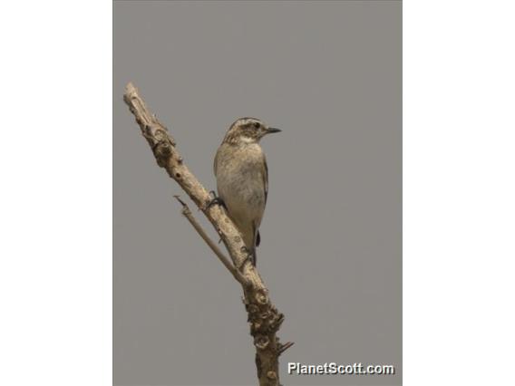 Whinchat (Saxicola rubetra)