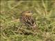 Black-headed Weaver (Ploceus melanocephalus)