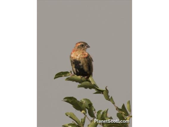 Southern Red Bishop (Euplectes orix)