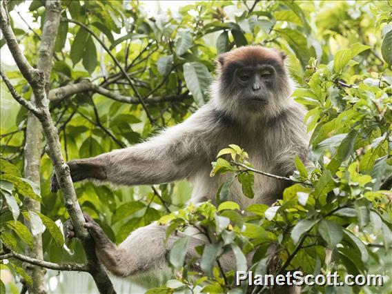 Ugandan Red Colobus (Procolobus tephrosceles)