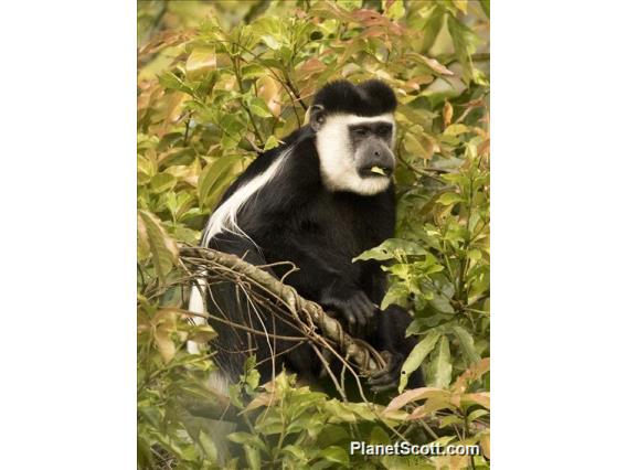 Black and White Colobus Monkey (Colobus guereza)