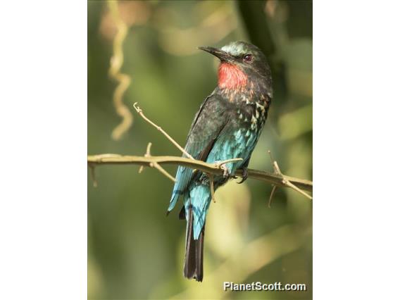 Black Bee-eater (Merops gularis)