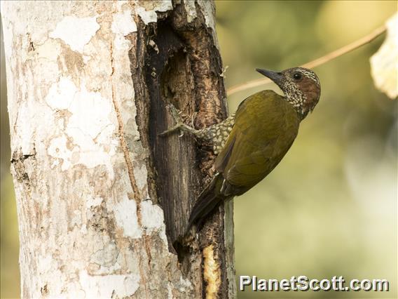 Brown-eared Woodpecker (Pardipicus caroli)